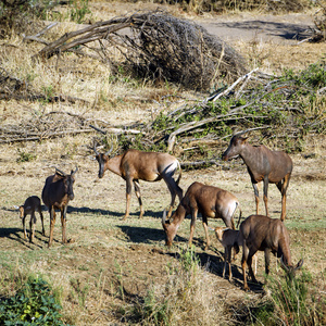 常见的 tsessebe 在克鲁格国家公园
