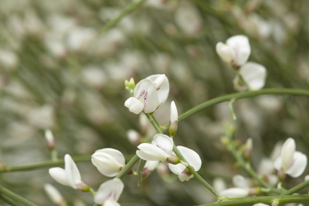 Retama rhodorhizoides，新娘面纱扫帚