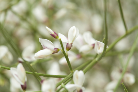 Retama rhodorhizoides，新娘面纱扫帚