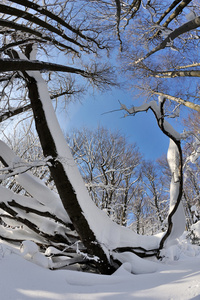 贝斯基迪下面被雪覆盖的树木