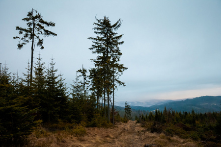 美丽的雾 Beskidy 山景观