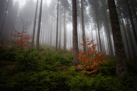 美丽的雾 Beskidy 山景观