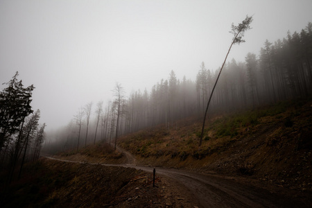 美丽的雾 Beskidy 山景观