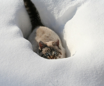 在雪中的猫