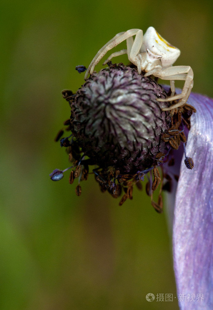 白色的小蜘蛛昆虫休息上一朵花