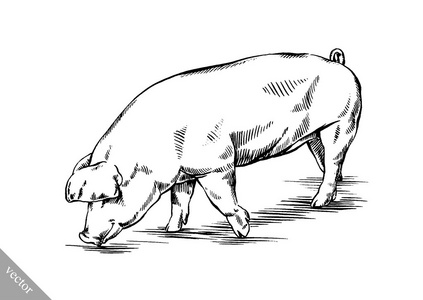 画笔绘画墨水画猪图照片