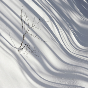 雪路上的树影