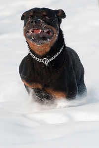 在雪上的狗