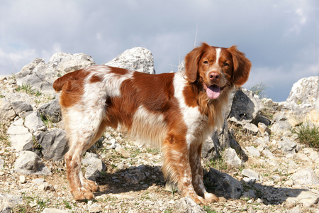 西班牙物种图片