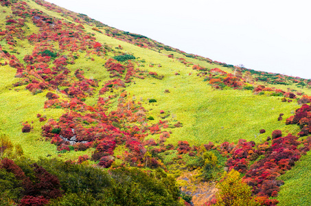 日本秋季 Mt.Nasu,tochigi,tourism