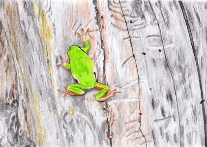 油漆厂油漆厂-红眼树蛙青蛙照片