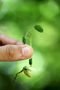 手控股小植物