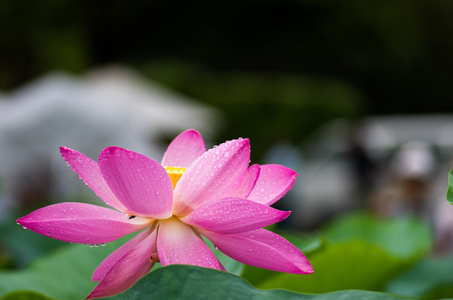 美丽的粉红色的古代莲花