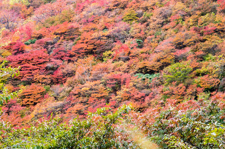 日本秋季 Mt.Nasu,tochigi,tourism