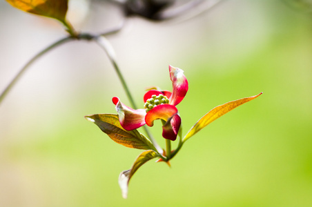 春天季节狗木花