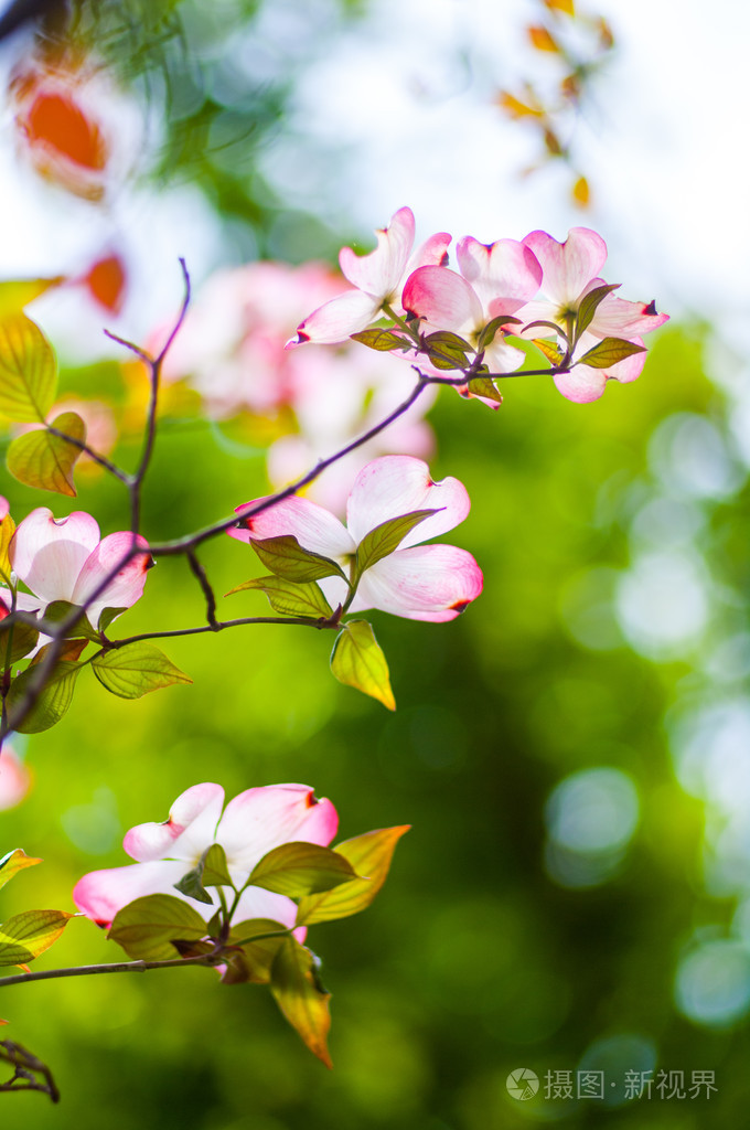 春天季节狗木花