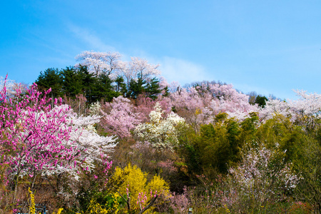 日本樱花樱花，福岛 州 日本旅游