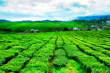 越南的儿子拉茶种植园 Mocchau 高地