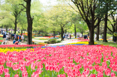 郁金香在日本昭和纪念公园，东京，旅游