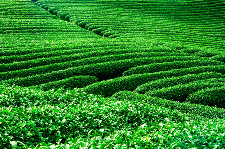 在越南茶种植园 Mocchau 高地