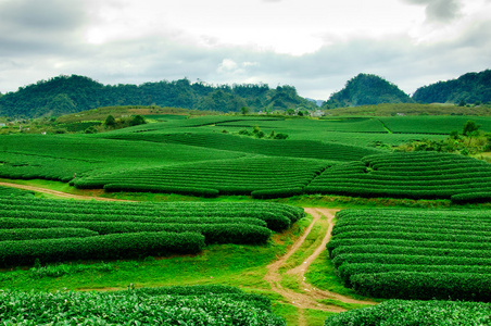 在越南茶种植园 Mocchau 高地