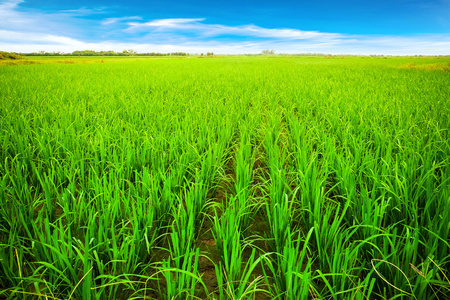 绿色的稻田，在越南