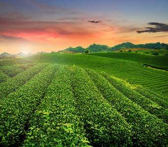 在越南茶种植园 Mocchau 高地