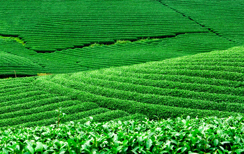 在越南茶种植园 Mocchau 高地