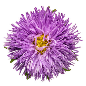 紫色翠菊隔离