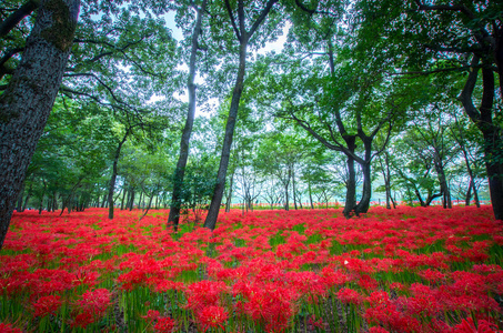 集群海洋花图片