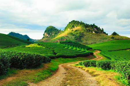 在越南茶种植园 Mocchau 高地