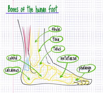 人类脚的解剖图