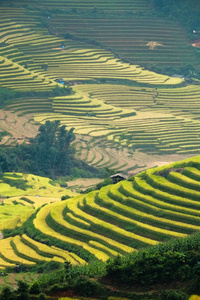 稻田上的梯田的沙巴，老蔡，越南