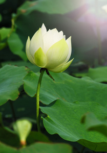 荷花和莲花花植物