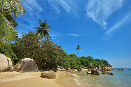 棕榈树在沙滩上苏梅岛，泰国