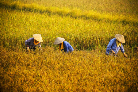 越南农民收割水稻有场图片