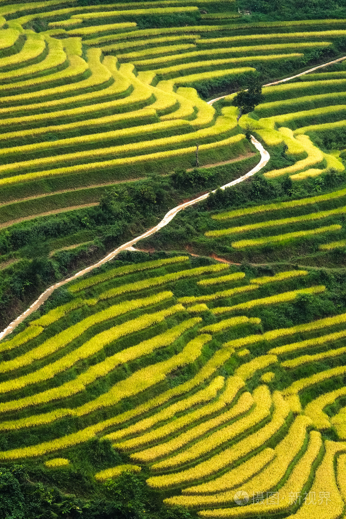 稻田上的梯田的沙巴老蔡越南