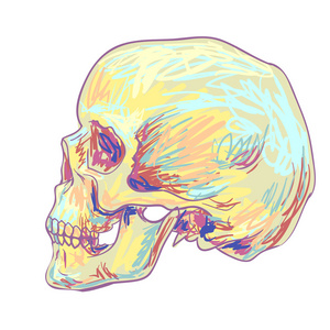 人类头骨手工绘画
