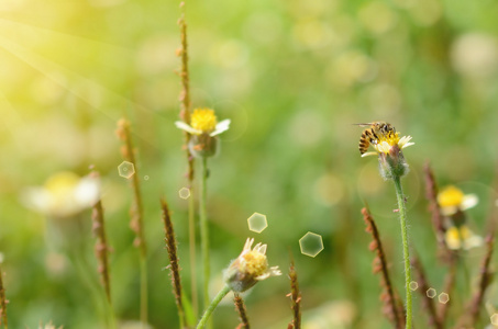 蜜蜂和花自然背景