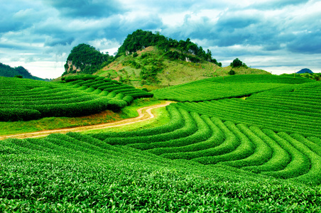 在越南茶种植园 Mocchau 高地