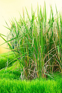 泰国水稻茉莉花水稻的绿色黄穗