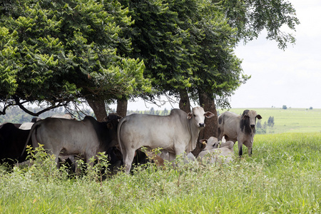 牛在牧场上巴西农场