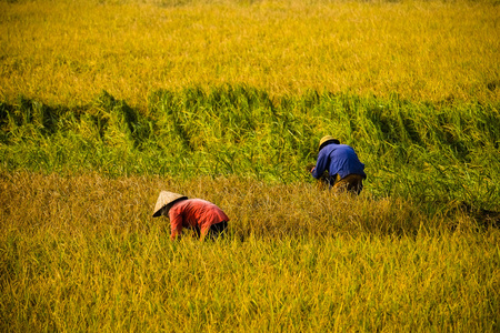 越南农民收割水稻有场