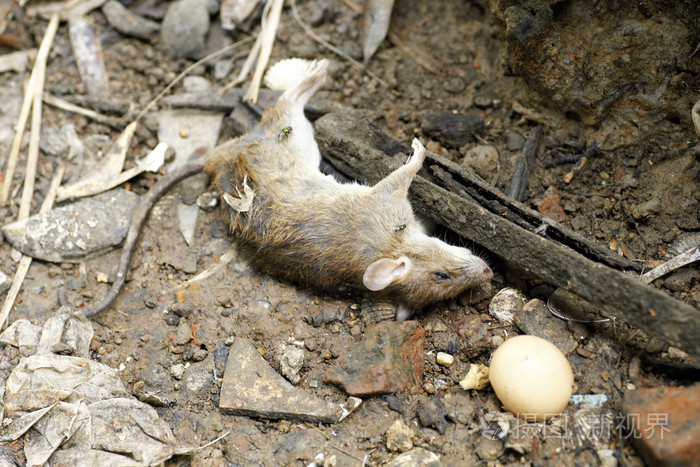 死老鼠被蚂蚁吃掉