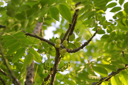 星级猕猴桃果实在树上