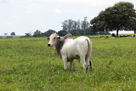牛在牧场上巴西农场