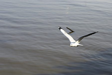 洄游海鸥涌向邦浦海边