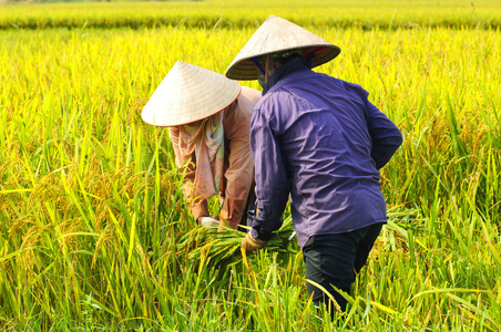 越南农民收割水稻有场图片