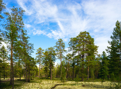 松树森林在一个晴朗的阳光明媚的日子在夏天照片