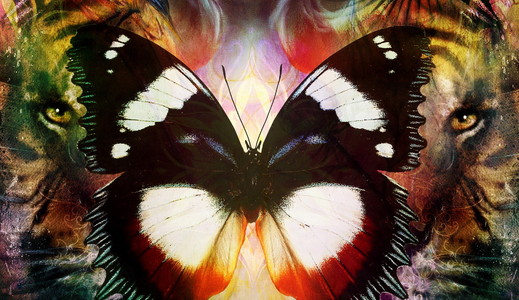 肖像狮子和老虎的脸和蝴蝶的翅膀,侧面肖像,五颜六色的抽象背景照片